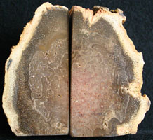 Fossil Tree-fern - <i>Tietea singularis</i> - Book ends